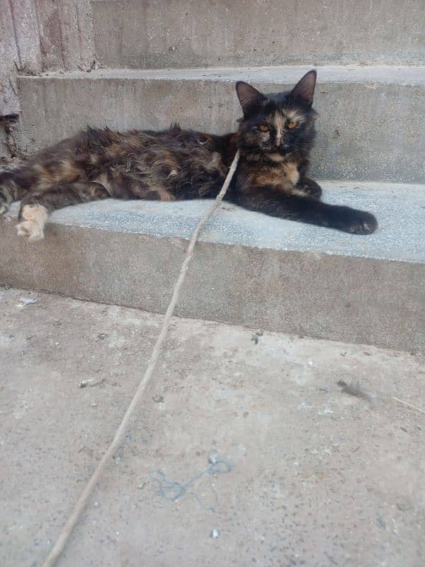 persian 1