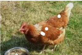 10 hens RS 25000