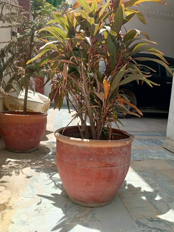 Plants for Urgent sale 2