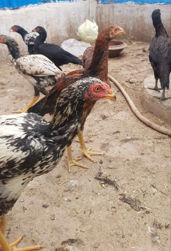 Aseel Mianwali | Mianwali Murga | Aseel Murgai | Mianwali Chicks 0