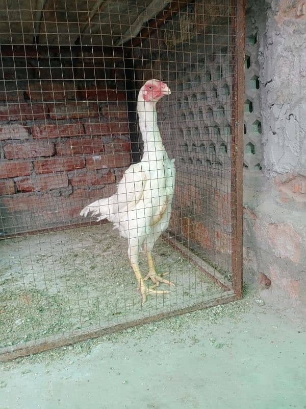 white shamo chicks for sale 3