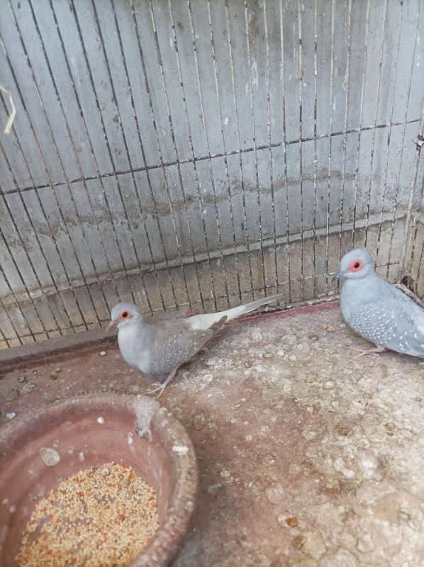 dove 2 pair 2 Bache hai or dono dubara eggs diye 0