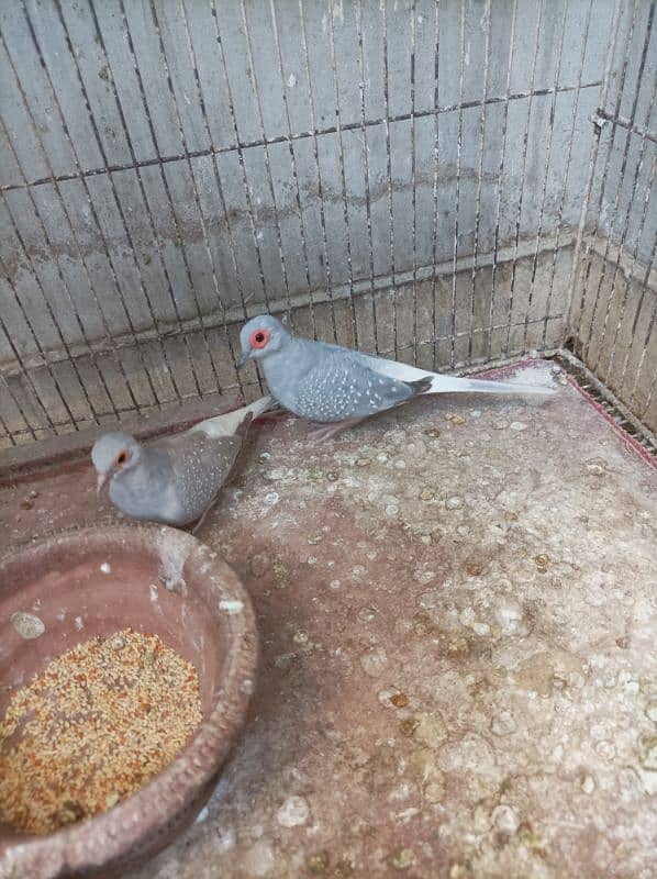 dove 2 pair 2 Bache hai or dono dubara eggs diye 1