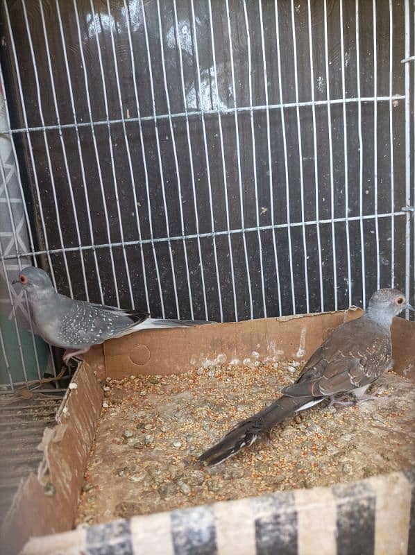 dove 2 pair 2 Bache hai or dono dubara eggs diye 2
