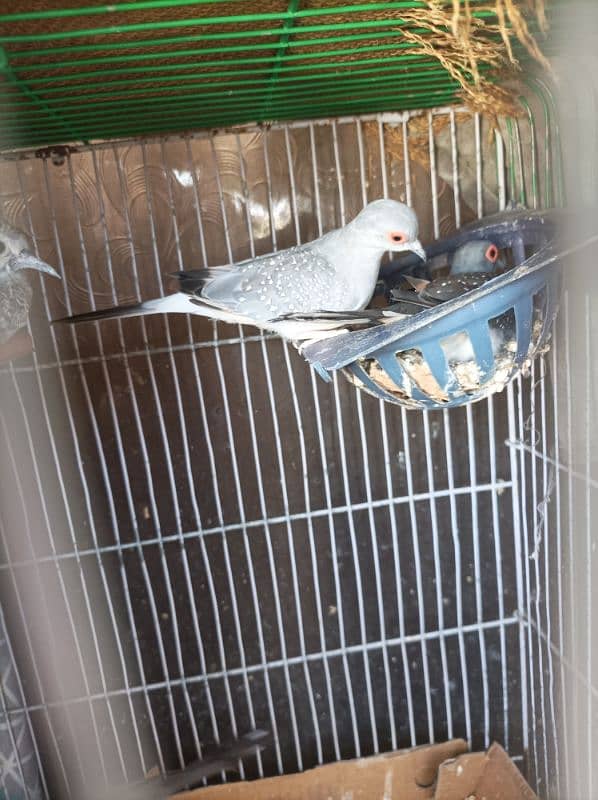 dove 2 pair 2 Bache hai or dono dubara eggs diye 3