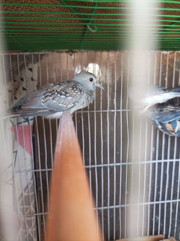 dove 2 pair 2 Bache hai or dono dubara eggs diye 4