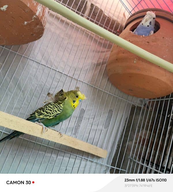 only breeder pair 0