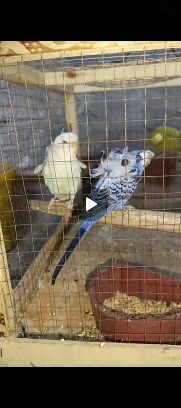 only breeder pair 1