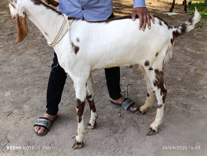 desi bakre Ghar k 0