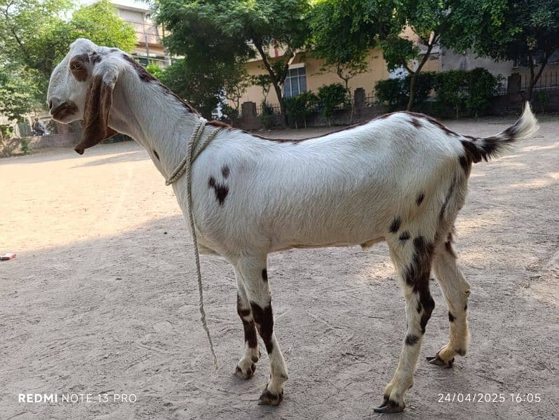 desi bakre Ghar k 1