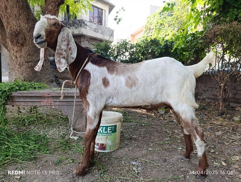 desi bakre Ghar k 2