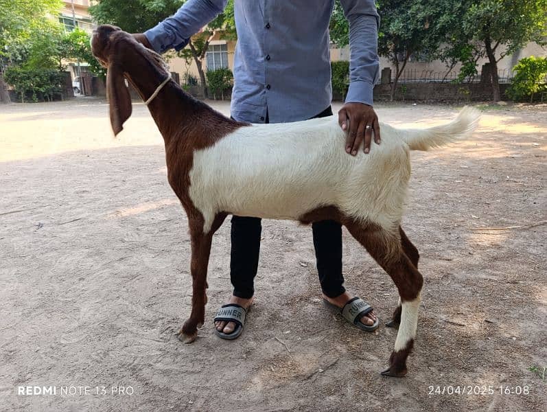desi bakre Ghar k 4