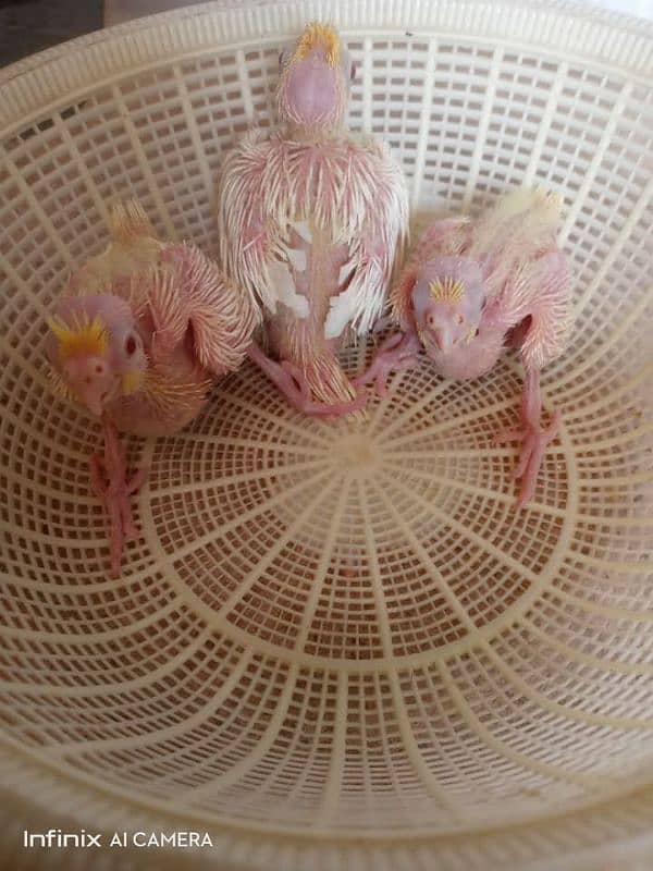 cocktail chicks 0