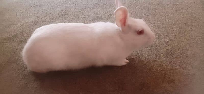 Angoora Cross Big male Rabbit 4
