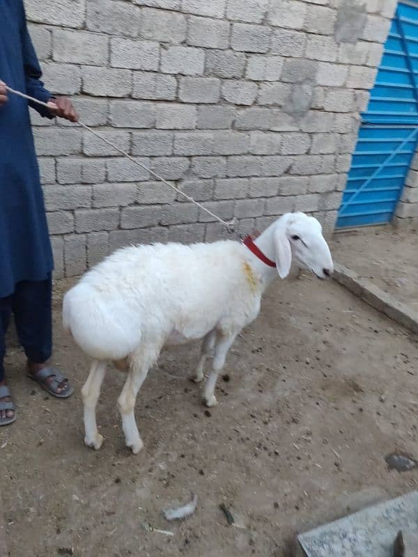 2025 qurbani k dumba for sale 0