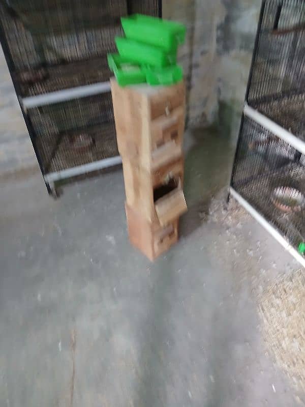 birds cages 1