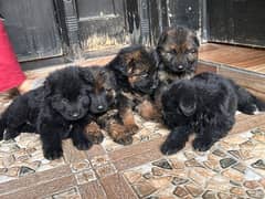 High Quality German shepherd Puppies