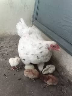 Aseel Heera ccross Cheeni madi with 7 Chicks
