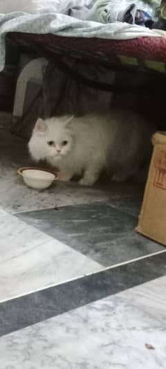 Persian punch faced cat with triple coat