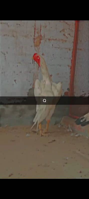O shamo 5