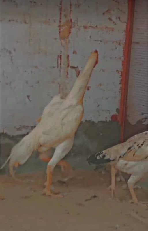 O shamo 7