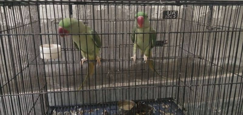 ram parrot 1