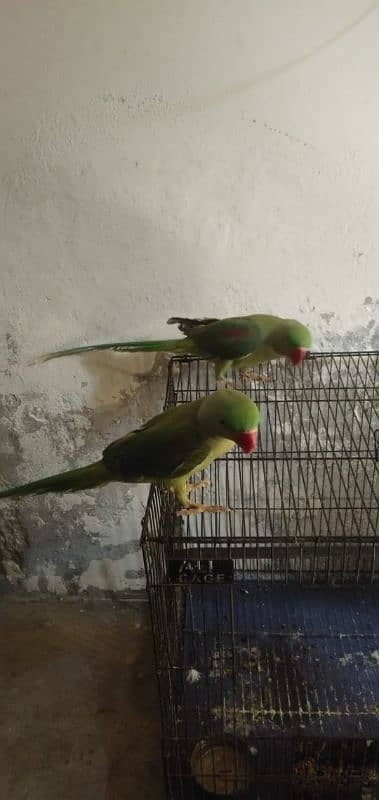ram parrot 2