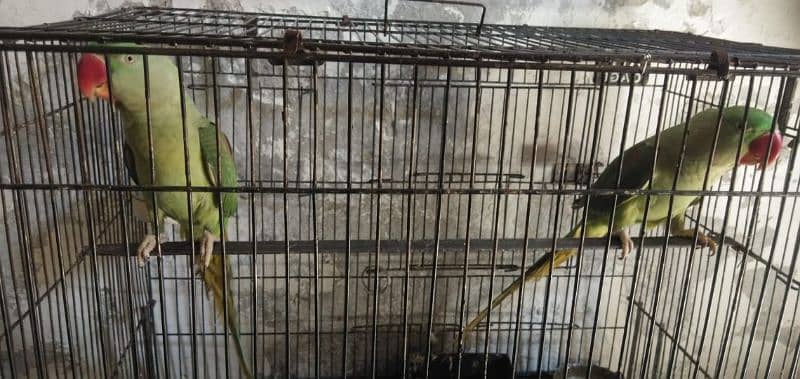ram parrot 7