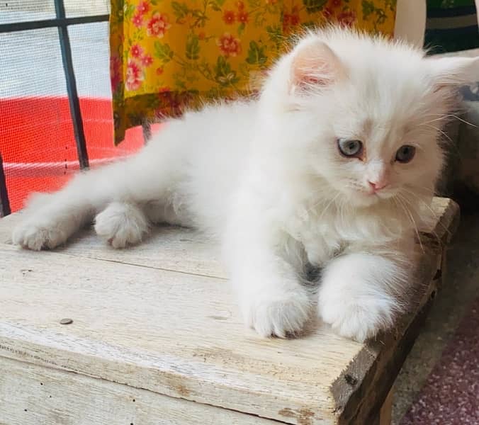 Persian cat/Persian kittens/triple coated/punch face 0