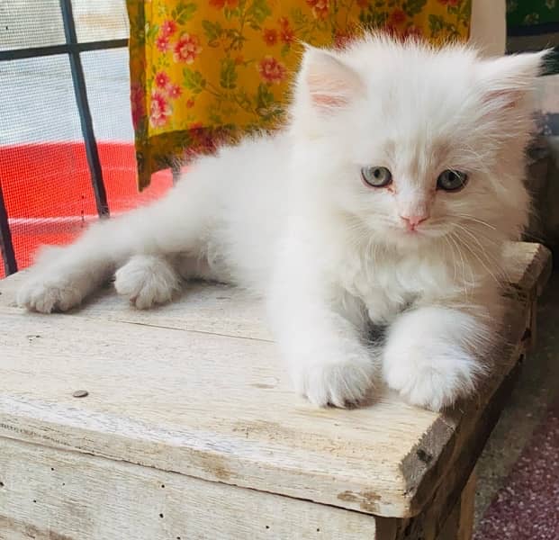 Persian cat/Persian kittens/triple coated/punch face 1
