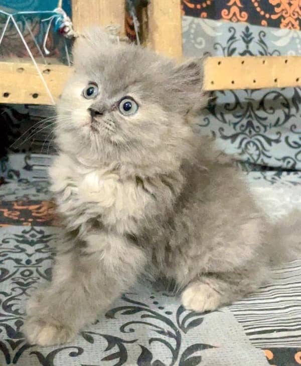 Persian cat/Persian kittens/triple coated/punch face 2