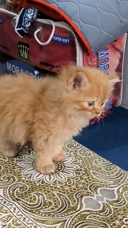 Persian cat/Persian kittens/triple coated/punch face 3