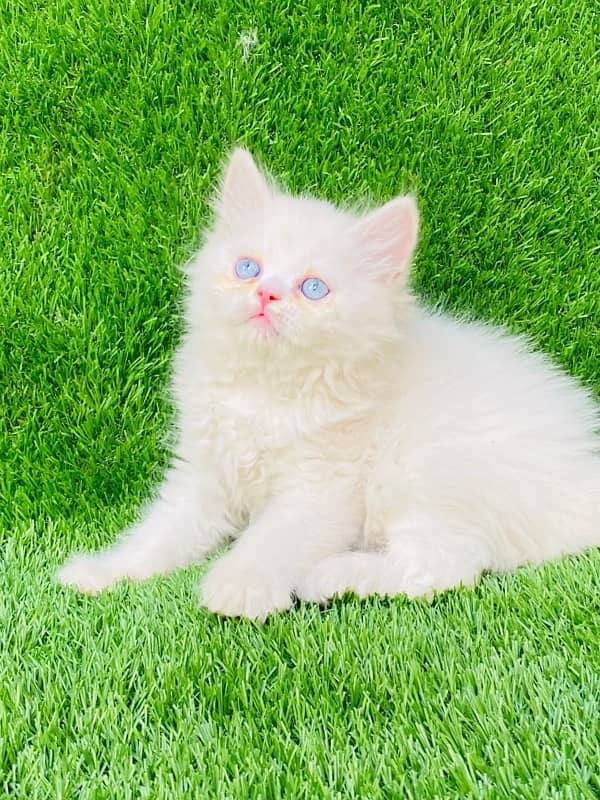 Persian cat/Persian kittens/triple coated/punch face 7