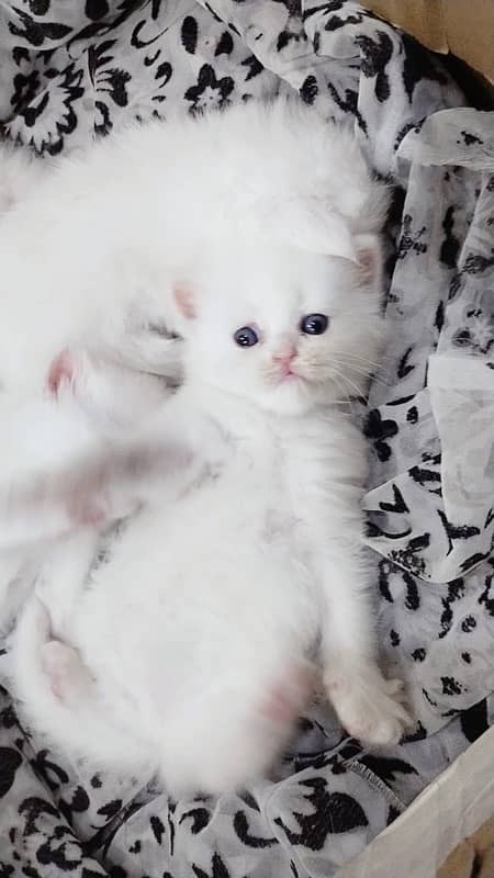 Persian cat/Persian kittens/triple coated/punch face 8