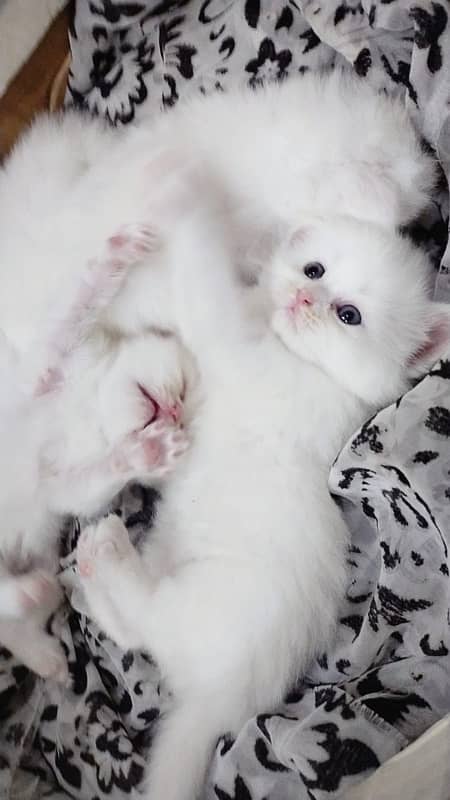 Persian cat/Persian kittens/triple coated/punch face 9