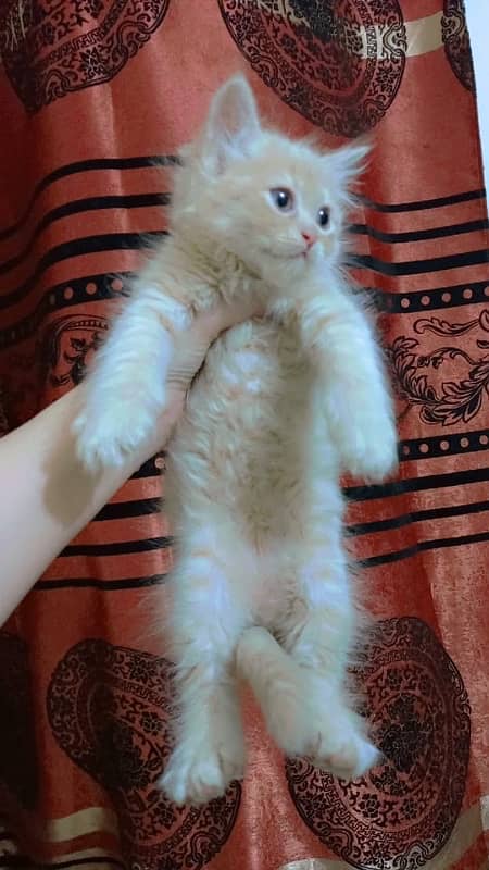 Persian cat/Persian kittens/triple coated/punch face 10
