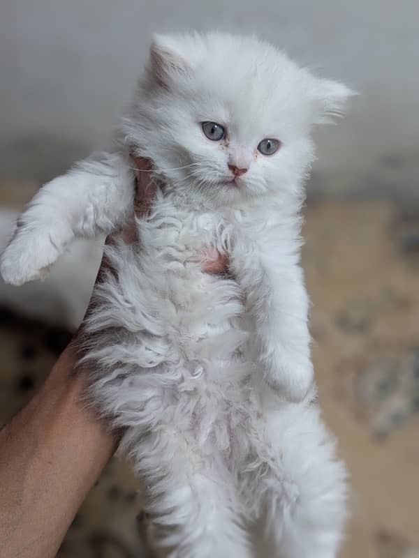 Persian cat/Persian kittens/triple coated/punch face 12