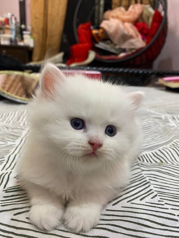 Persian cat/Persian kittens/triple coated/punch face 13