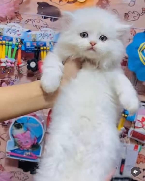 Persian cat/Persian kittens/triple coated/punch face 15