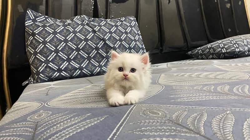 Persian cat/Persian kittens/triple coated/punch face 16