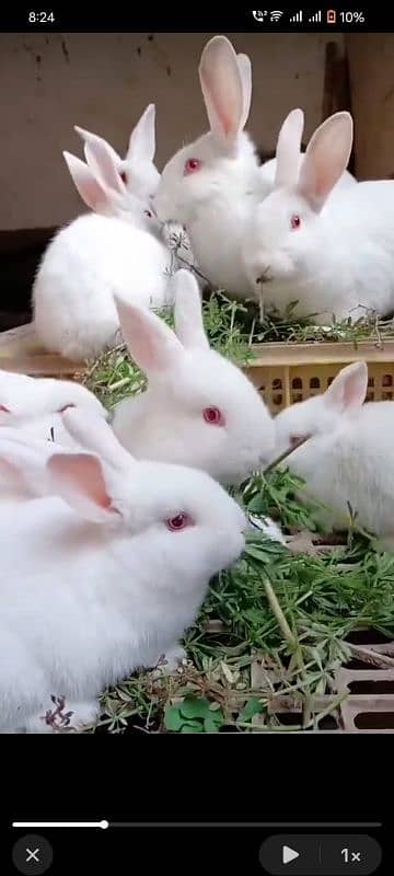 jldi rabta kry rabits for sale 0