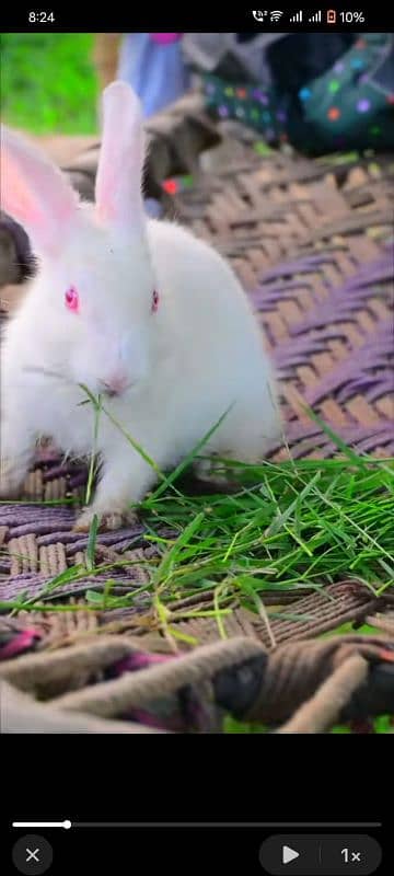 jldi rabta kry rabits for sale 2