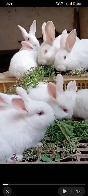 jldi rabta kry rabits for sale 3