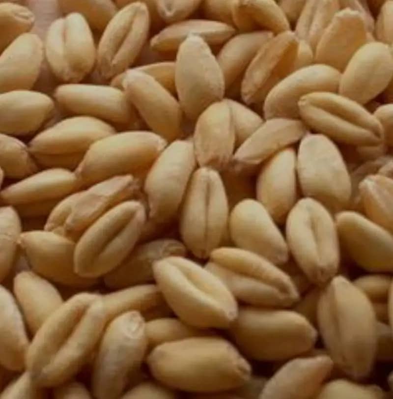 gandum/saaf gandum/pure gandum 3