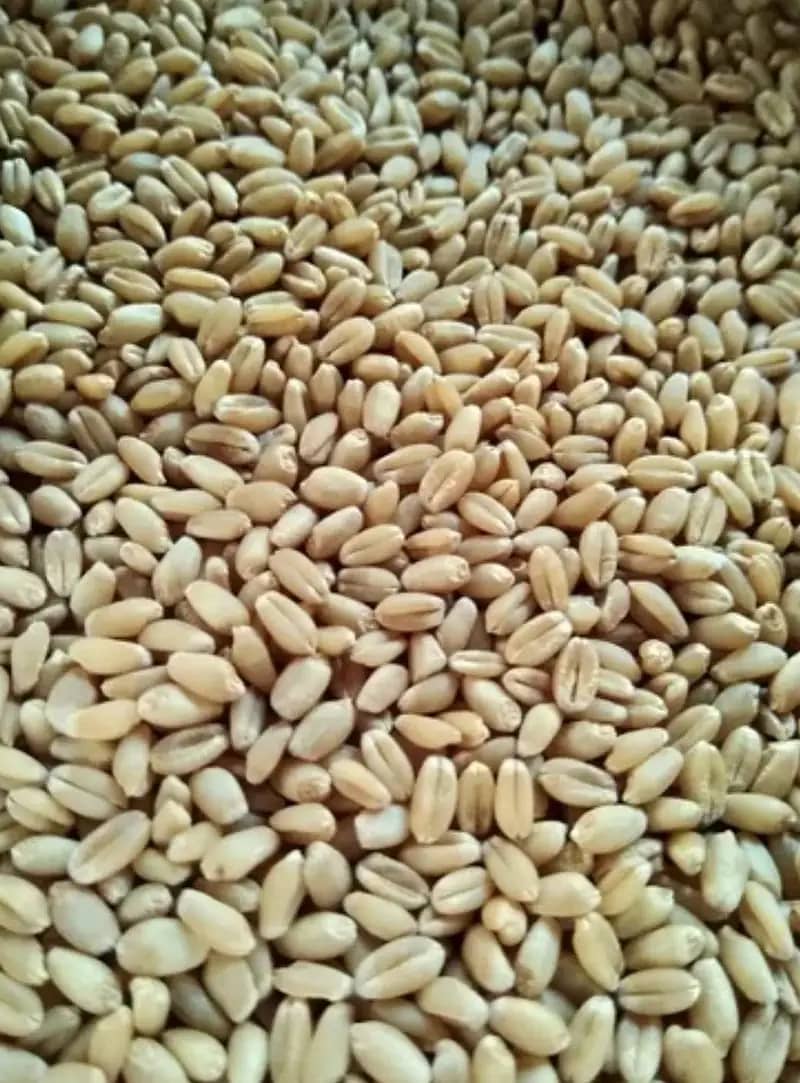 gandum/saaf gandum/pure gandum 11