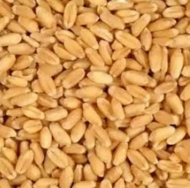 gandum/saaf gandum/pure gandum 7