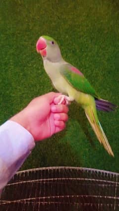 raw parrot self   chicks