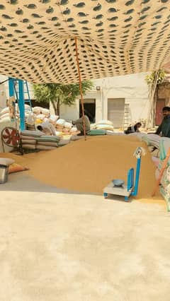 Gandum ,Wheat,Pure Wheat,Gandum