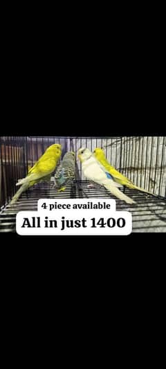 Australian birds