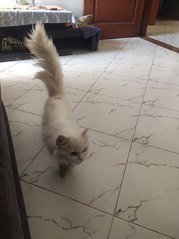 Persian kitten Male 0